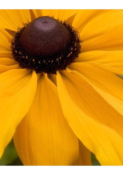 20 Adet Black Eyed Susan Tohumu