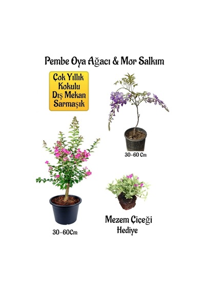Pembe Oya Ağacı Fidanı+mor Salkım Ağacı Fidanı Mezem Çiçeği Bahçe Peyzaj Seti