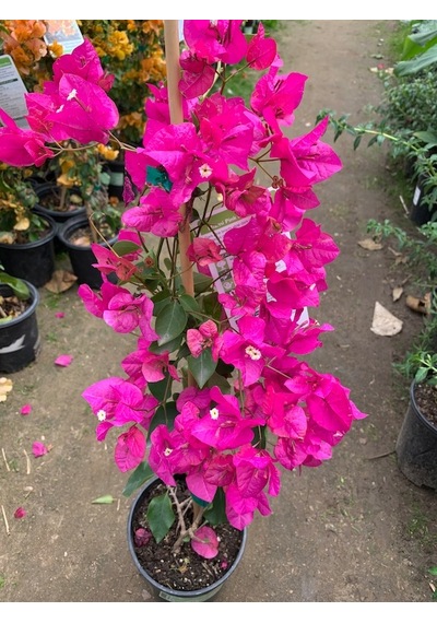 Begonvil - Pembe 100cm