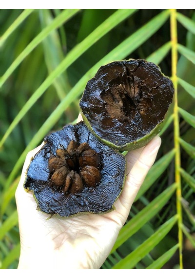 Black Sapote 3 Yaş 35 Cm
