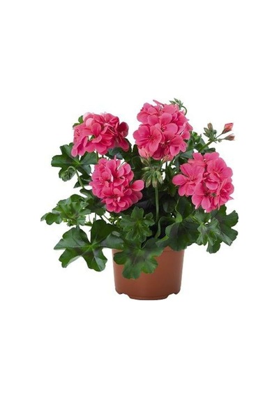 Toz Pembe Sakız Sardunya Sarkan 1 Adet Saksılı 30-50cm Teras Bitkisi Pelargonium Peltatum