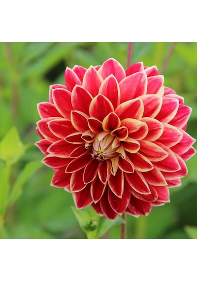 Hoş Kokulu Dahlia Maxime Yıldız Çiçeği Yumrusu 1 Adet