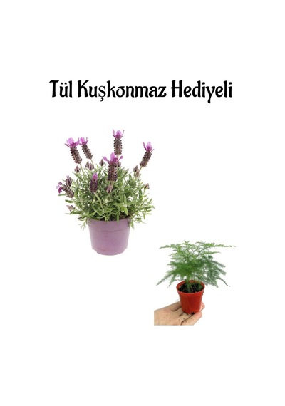 Kokulu Mor Lavanta Fidanı Sevgililer Gününe Özel Tül Kuşkonmaz Hediyeli