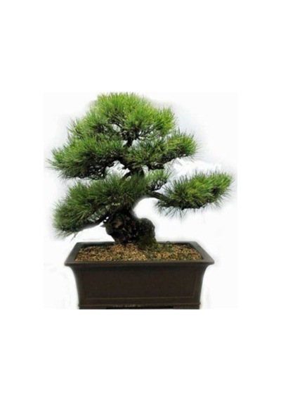 Nadir Ithal Selvi Bonzai Ağacı Tohumu 5 Tohum Bonsai Tohumu