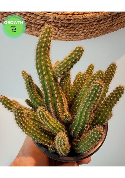 Chamaecereus Silvestrii Kaktüs 1 Adet