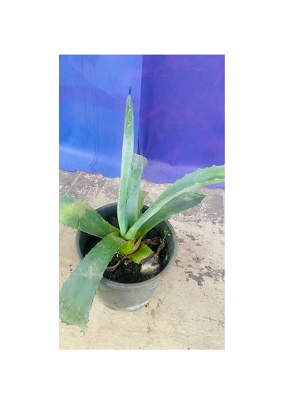 Agave Americana Bitkisi