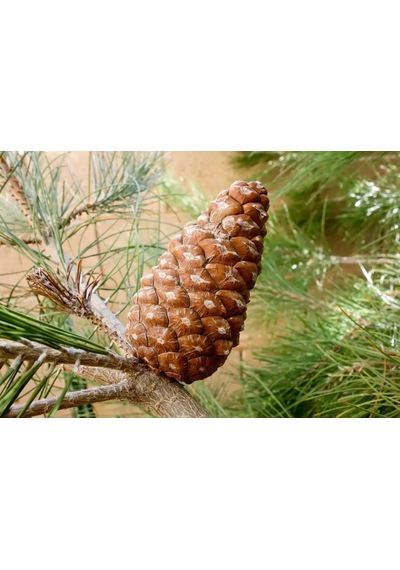 Elder Çamı Fidanı 3 Adet - Pinus Elderica 30-40 Cm
