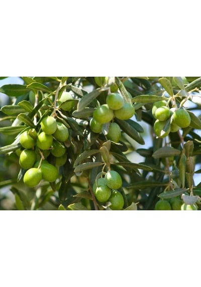 10adet Gemlik Trilye Zeytin Fidanı Tüplü