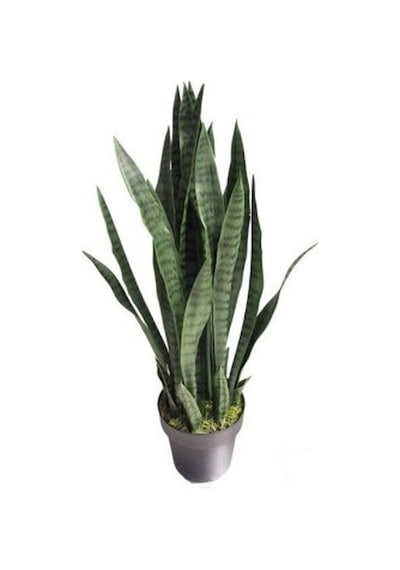 Peygamber Kılıç Çiçeği Sansevaria Paşa Kılıcı 10-20 Cm