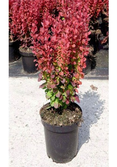 Videolu 1 Adet Roket Berberis Çiti Fidanı 40-80cm Saksılı Rocket Barberry