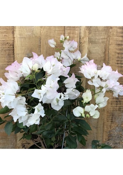 Serada Decor Plant Begonvil Sarmaşığı Beyaz Bougainvillea Alexandra