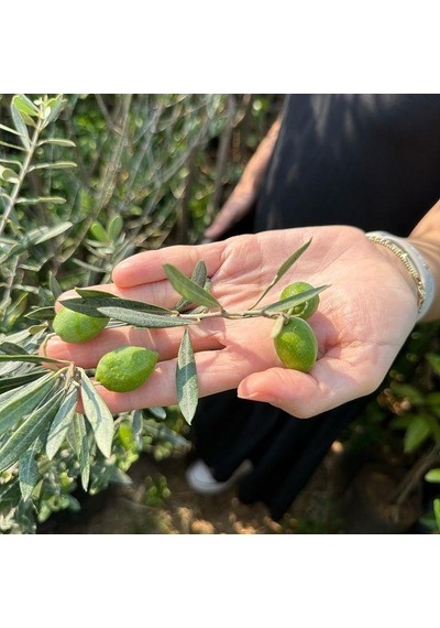 Akhisar Uslu Zeytin Fidanı, Sofralık Siyah Ve Yağlık
