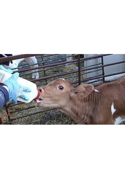 Milkivit Kuzu - Buzağı - Oğlak Maması 1 Adet 3 KG Çuval