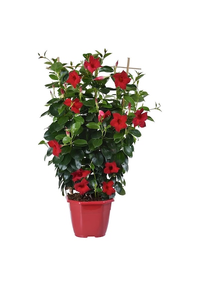 Favori Ürün Kartopu Viburnum 1 Adet+kırmızı Mandevilla 1 Adet+yaprak Güzeli Hediye Bahçe Bitkisi
