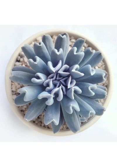 Serada Decor Plant Echeveria Runyonii Topsy Turvy Sukulent Bitki