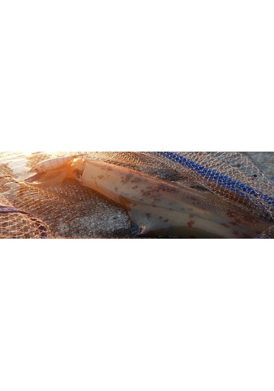 DTD Ballistic Real Fish 3.0B Squid Jig 90 mm 14.5 gr Kalamar Zokası