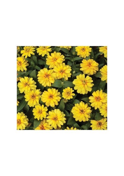 Mini Çiçekli Kirli Hanım Zinnia Tohumu - Sarı Kırmızı Renk - 5 Adet