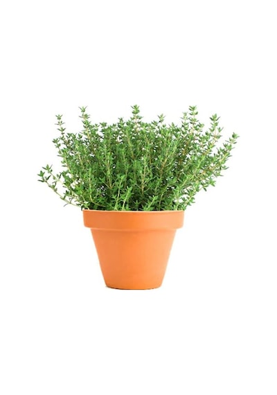Paket 500 Adet Tohum Aromatik Doğal Dağ Kekiği Tohumu Kekik