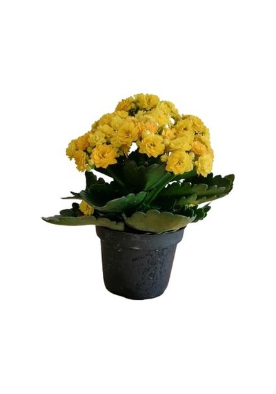 Kalanşo Kalanchoe Çiçeği Fidanı Fidesi 10-20 Cm 4 Adet
