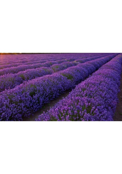 5 Adet Lavanta Fidanı Lavandula Officinalis. Dahil