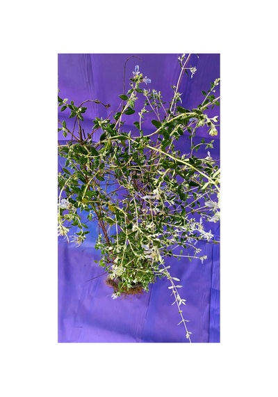 Zeytin Çalısı Süs Bitkisi