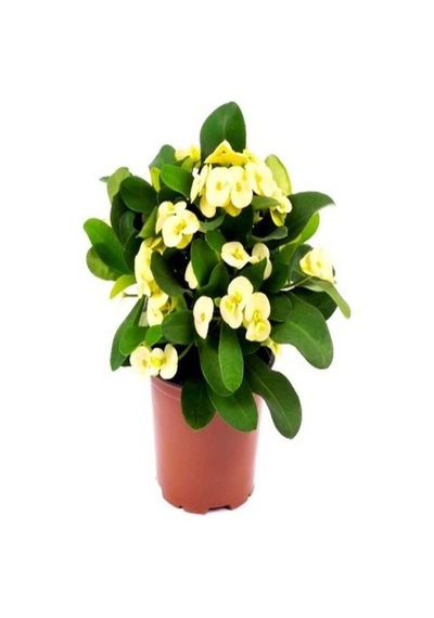 Videolu Sarı Dikenler Tacı Çiçeği 10-20 Cm Tüplü Çiçekli Bodur Bitkiler Yellow Euphorbia Milli