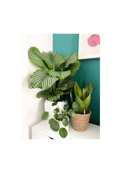Calathea Orbifolia (Dua Çiçeği) 20-30 cm