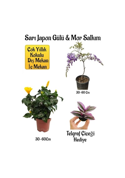 Sarı Japon Gülü Çiçeği+mor Salkım Ağacı Fidanı+ Telgraf Çiçeği Hediyeli Peyzaj Seti