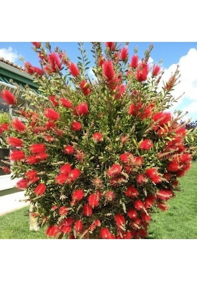 Fırça Çalısı Callistemon Laevis 5 Adet