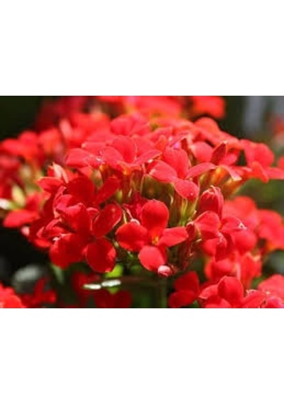 Kalanşo Çiçeği Kalanchoe 10 Adet Kırmızı