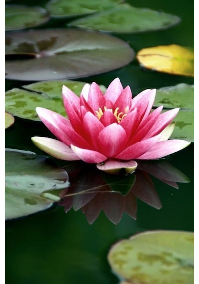 Lotus Çiçeği Tohum Nilüfer Çiçeği Tohumu 5 Adet Tohum