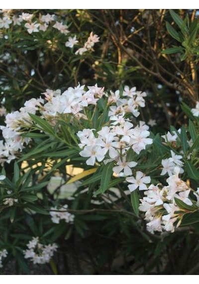 Videolu Zakkum Çiçegi Fidanı Beyaz Renkli 80 100cm 1 Adet Tüplü Dış Mekan Bitkisi White Oleander