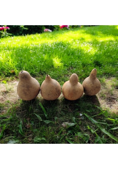 Ham Su Kabağı Küçük Boy Okul Etkinlikleri Ve Boyamalar İçin Uygun