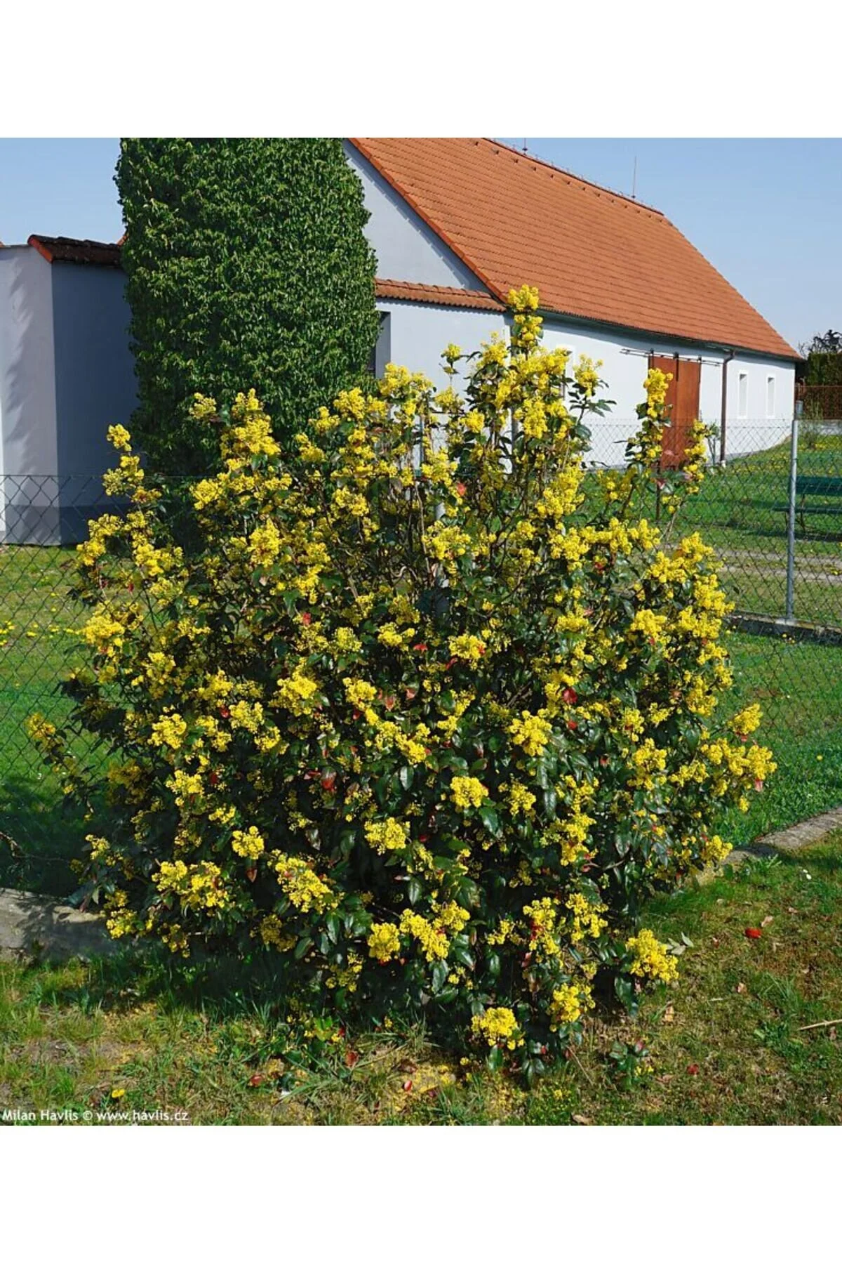 Mahonya Fidanı 40-60cm