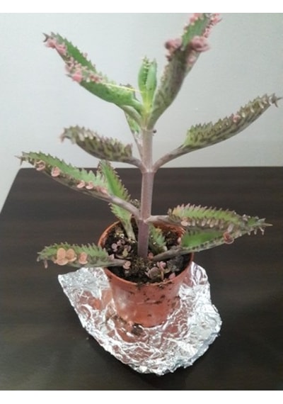 Kalonchoe Daigremantione / Aşkın Gözyaşı Çiçeği Fidanı 10-20 Cm
