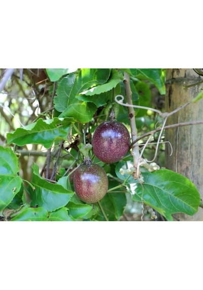 Çarkıfelek Meyvesi Tohumu 10 Adet, Passion Fruit, Pasiflora