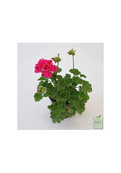 Pastel Kırmızı Sardunya Çiçeği Fidesi 10-20 Cm