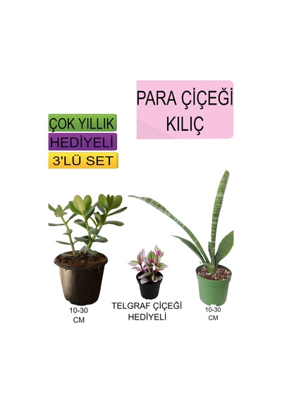 3'lü Set Para Çiçeği+ Kılıç Çiçeği+hediyelik Kırmızı Gül Fidanı