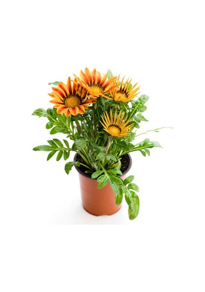 Turuncu-sarı Renk Gazanya Çiçeği 1 Adet Saksılı/tüplü 15-25cm Çiçekli Balon Bitkisi