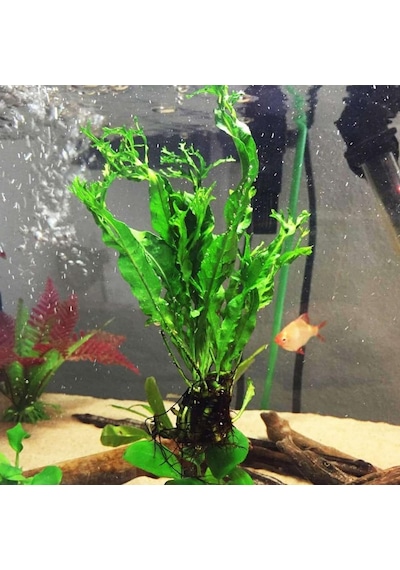 Özel Tür İthal Windelov Java Fern 1 Kök Kolay Ve İhtişamlı Akvaryum Bitkisi Canlı Akvaryum Bitk