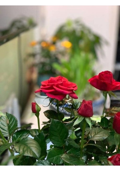 Videolu Çıtır Minyatür Kırmızı Renkli 20 30 Cm 1 Adet Tüplü Aşılı Gül Red Rose