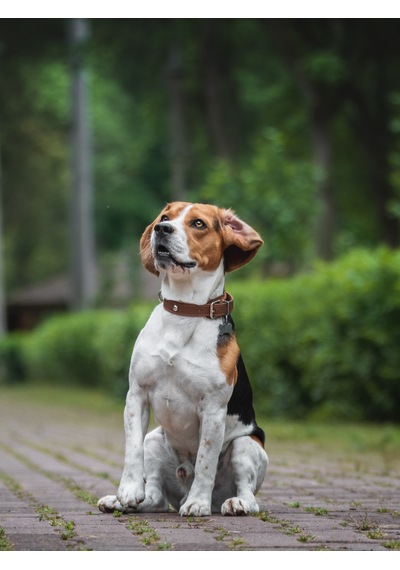 Armor Coat Köpek Bakım Spreyi Hindistan Cevizi Kokulu 75 Ml