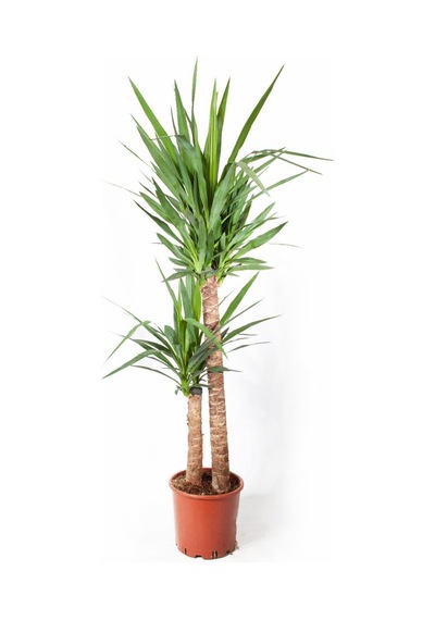 Yucca Bitkisi 2 Gövdeli 120-140cm