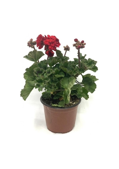 Scarlet Kırmızı Sardunya Çiçeği Fidesi 10-20 Cm