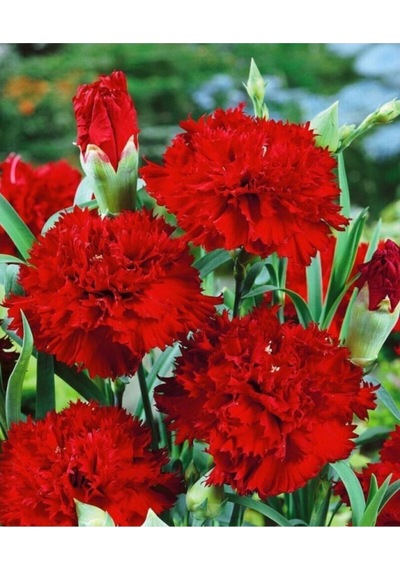Canlı Kırmızı 1 Adet Karanfil Çiçeği Fidanı 40-60cm Saksılı Carnation Flower