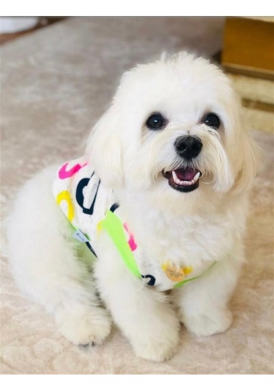 Kalpli Küçük Köpek Sweatshirtü-14551