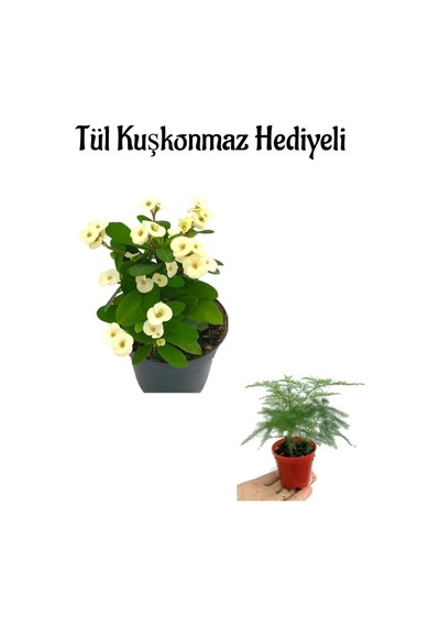 Anneler Gününe Özel Beyaz Renk Milli Dikenler Tacı Çiçeği Tül Kuşkonmaz