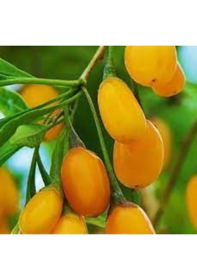 15 Adet Tohum Yeni Sezon Organik Sarı Goji Berry Tohum Yeni Mahsü