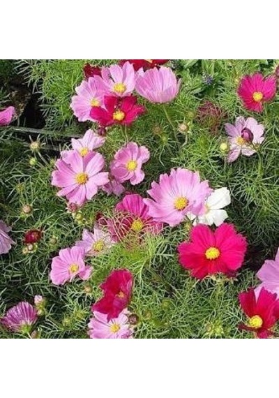 Kosmos Çiçeği Tohumu 1 Paket 30 Adet