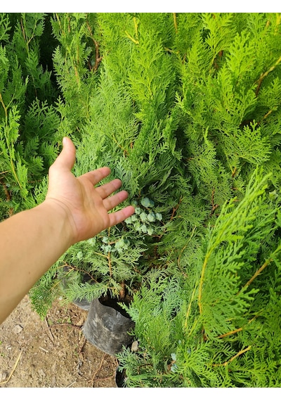 3 Adet Piramit Mazı Çam Ağacı Fidanı 2 Yaş